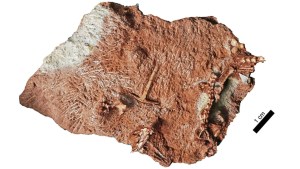 Un fósil hallado en un armario resultó ser una nueva especie de lagarto de más de 200 millones de años