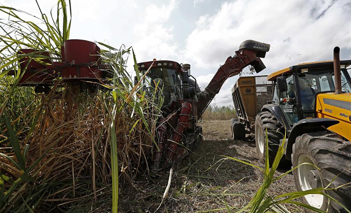 Producción de azúcar en Venezuela creció un 91% en los últimos cuatro años, según Fesoca