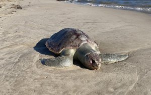 Murió tortuga marina en playa de Lechería tras derrame de petróleo (Video)