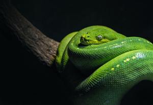 Científicos descubren que las serpientes tienen clítoris