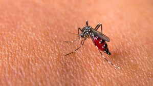Encuentran una peligrosa cepa de mosquitos “super resistentes” a los insecticidas