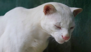 Hallazgo de primera ocelote albina alerta sobre la deforestación en Colombia