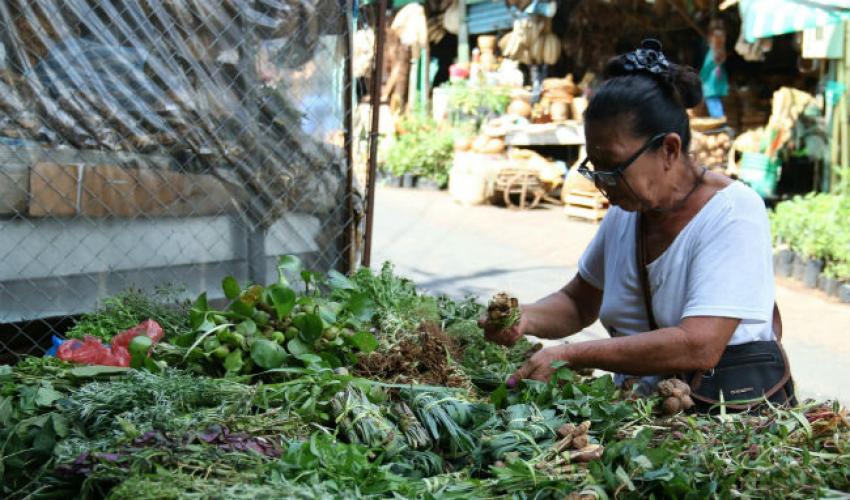 Las extrañas hierbas medicinales que los paraguayos usan como cura para los excesos de Nochebuena