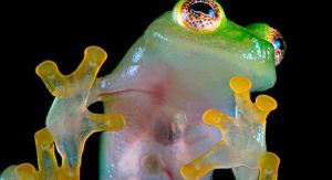 Las ranas de cristal ponen al descubierto el secreto de su transparencia