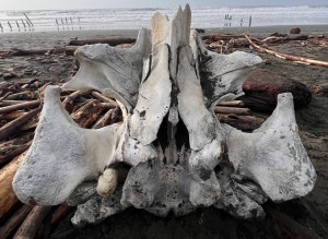 Caminaba por una playa en California cuando halló los restos de una sorprendente y gigante criatura (FOTOS)