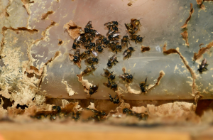 Colombia prohibirá uso de plaguicidas con fipronil, mortal para las abejas