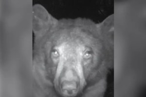 FOTOS: Guardabosques descubren 400 selfies de osos tomados con la cámara de un parque en Colorado