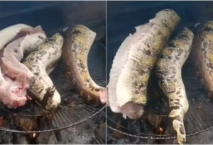 Impactante VIDEO muestra como serpiente muerta se retuerce mientras asan su carne