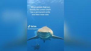 ¡Impresionante! Grabó a un tiburón con una gran sonrisa, a pocos metros de ella (VIDEO)