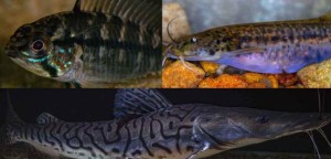 Identifican unas 35 nuevas especies de peces en el parque Madidi de Bolivia