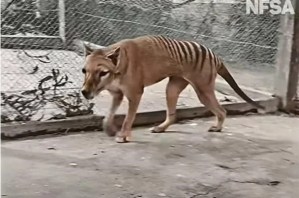 Increíble revelación: el tigre de Tasmania sobrevivió hasta el 2000 (VIDEO)