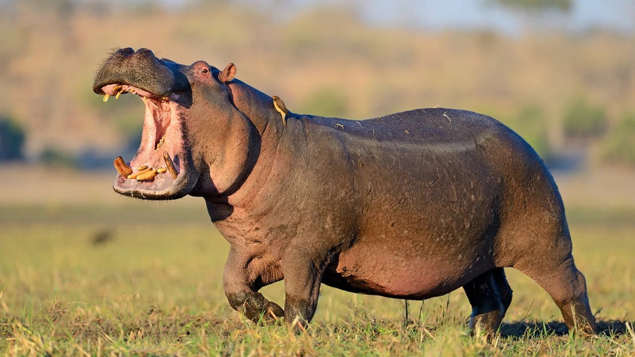 El imperdible relato de un hombre que sobrevivió al ataque de un hipopótamo