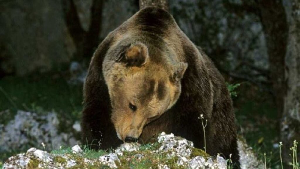 Los osos de los Alpes italianos, en el punto de mira por muerte de senderista