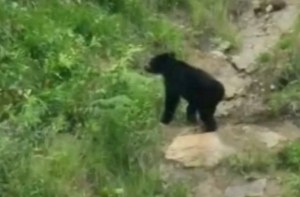 Reportan avistamiento de oso frontino en zonas cercanas a la ciudad de Mérida (VIDEO)