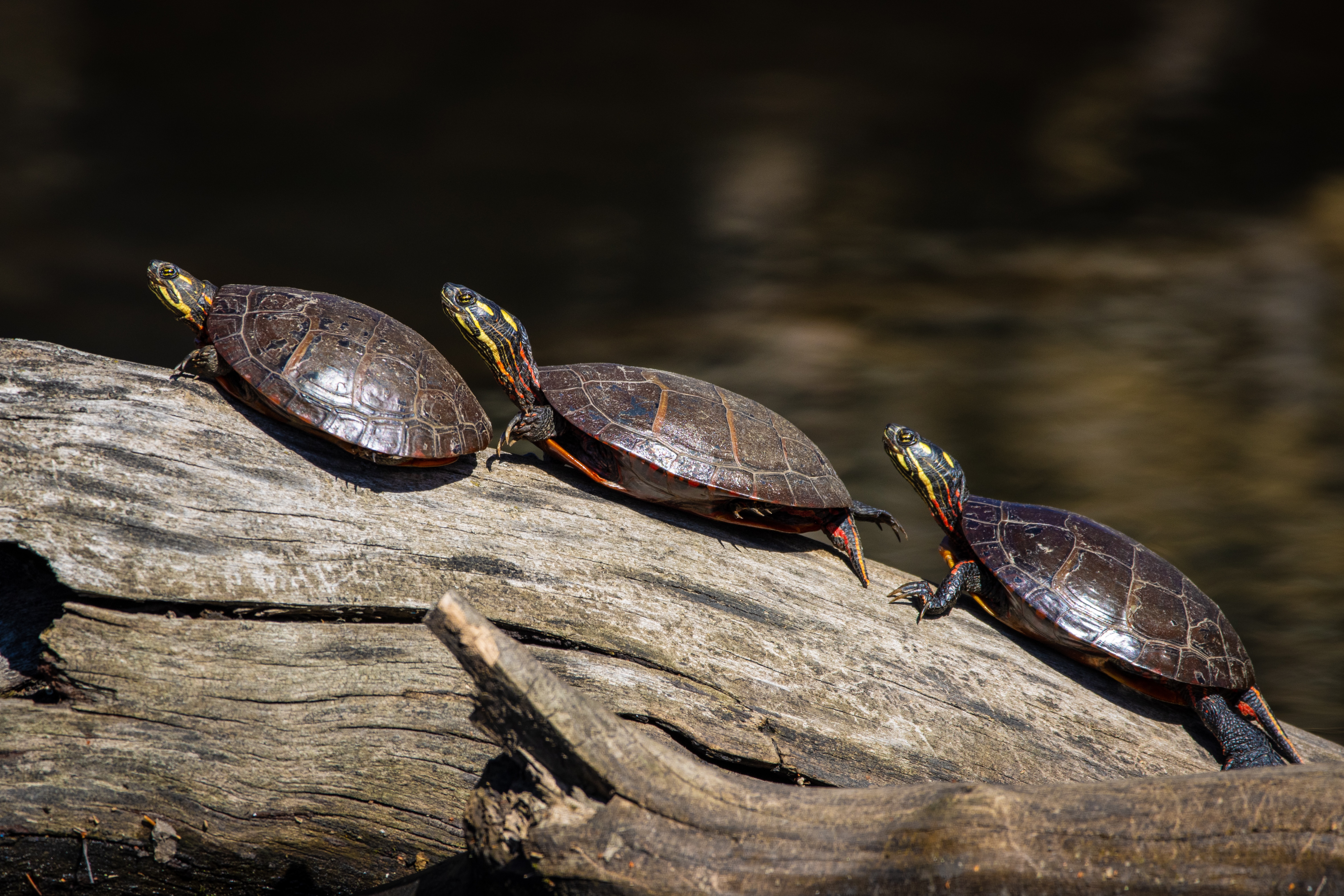 El extraño comportamiento de las tortugas cuando están a la luz de la luna