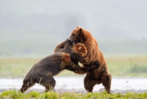Fotógrafo se encuentra dos osos grizzly y filma la madre de todas las batallas (VIDEO)