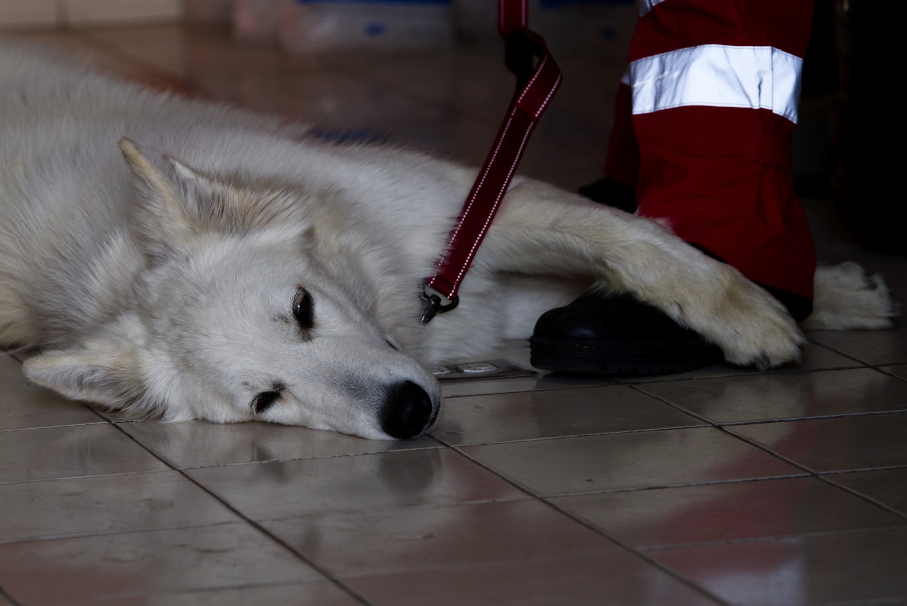 Estoicos, perros mexicanos se entrenan para salvar vidas en todo el mundo