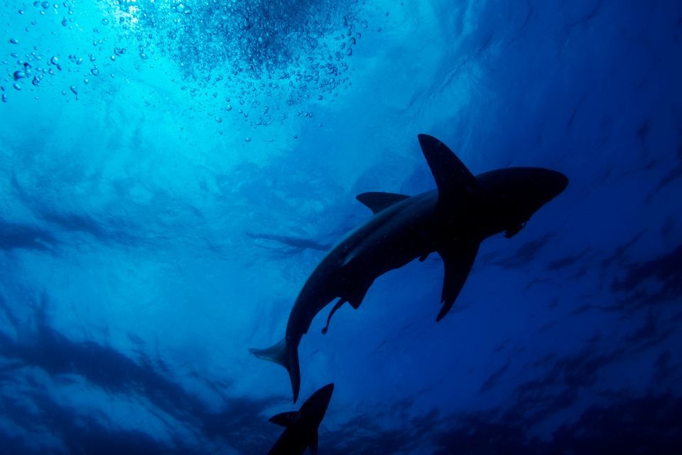 Sangre en el mar: El salvaje ataque de un tiburón a un pescador en Miami