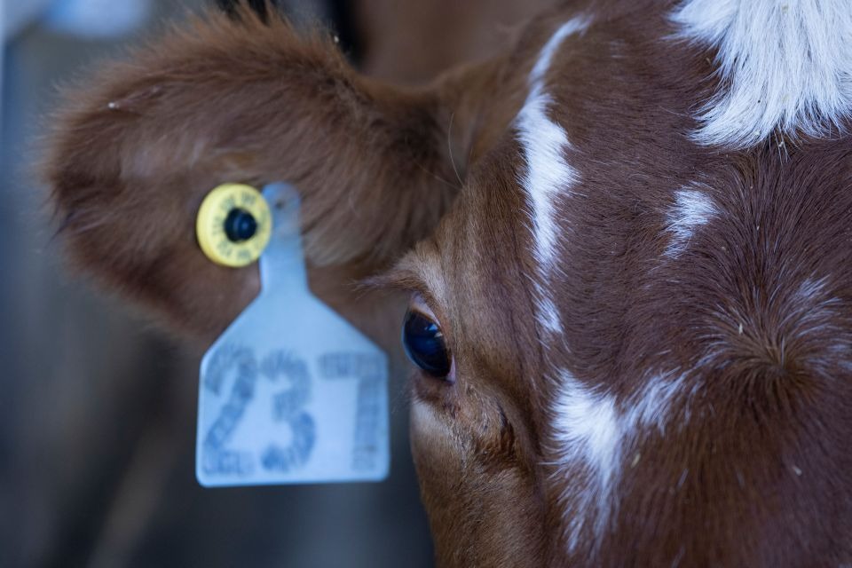 Vacas locas: Detectan caso atípico de la enfermedad en Carolina del Sur