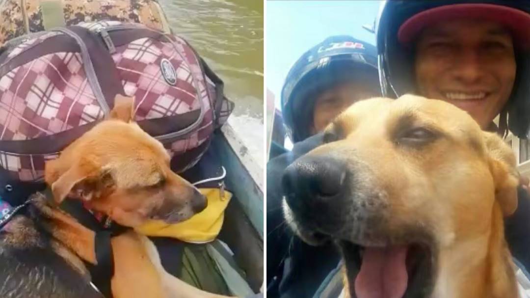 Firulais, en casa: Venezolano reveló cómo logró llevar a su perro desde Bogotá hasta Dallas