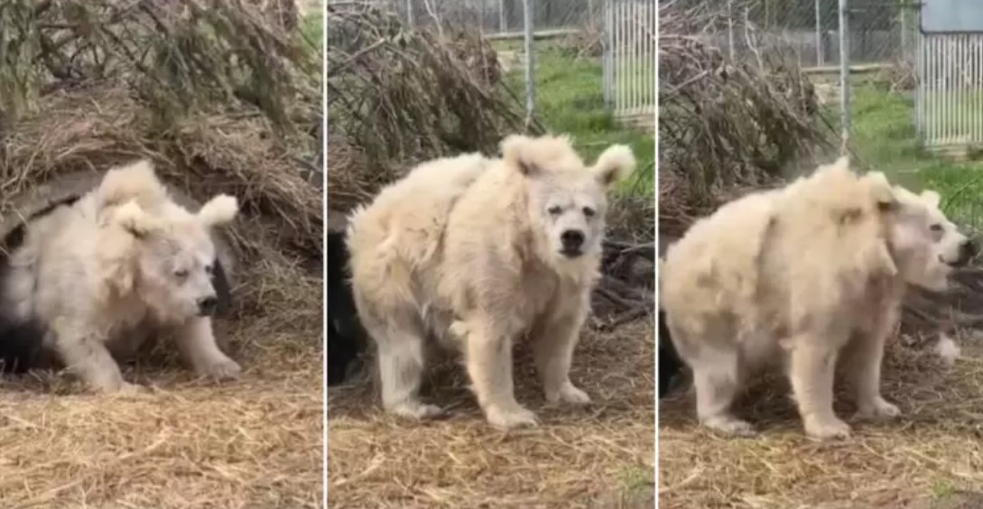 Captan el momento en que un oso despierta de su hibernación y sacude las redes sociales