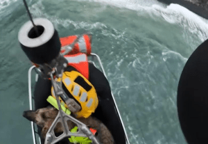 “Buscando a Dory”: así fue el conmovedor rescate de una perrita que cayó por un acantilado (VIDEO)