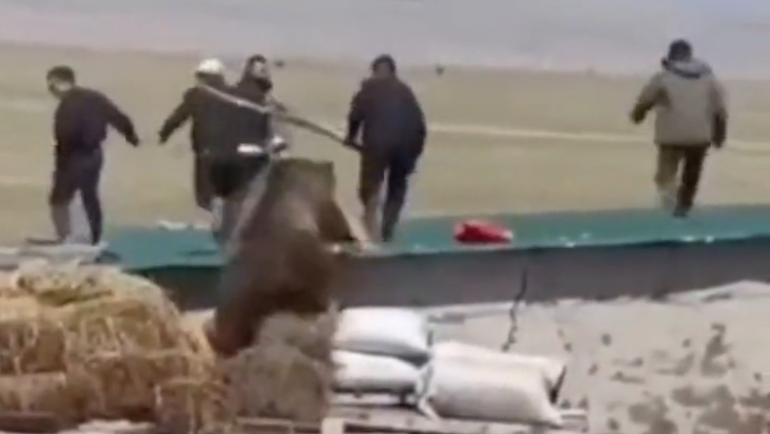 VIDEO: Oso casi devora a un grupo de hombres que lo intentaban ahuyentar