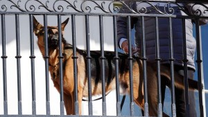 El perro de Biden es todo un bravucón: Mordió a siete personas en cuatro meses