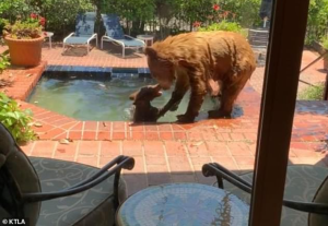 Mamá oso llevó a su cachorro a darse un chapuzón en jacuzzi de un vecindario en California (video)