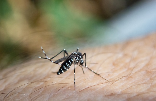 Este país usará mosquitos para combatir enfermedades transmitidas por… mosquitos