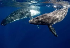 Por primera vez graban una ballena jorobada alimentando a su cría en costas colombianas (VIDEO)