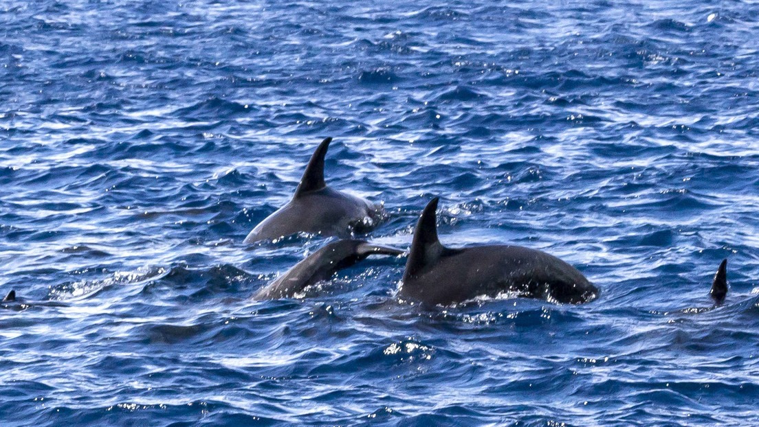Ni tan bonitos: Delfín atacó salvajemente a un hombre en la orilla de una playa y le fracturó las costillas