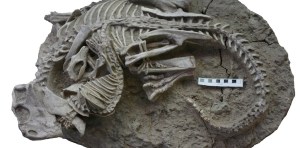Hallazgo inédito: Hubo mamíferos que cazaban dinosaurios