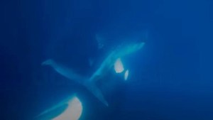 VIDEO: El aterrador momento en que una orca arranca el hígado de un enorme tiburón en California