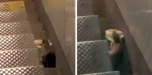 VIDEO: Furor en las redes por la rata que se lleva una hamburguesa de McDonald’s en metro de Nueva York