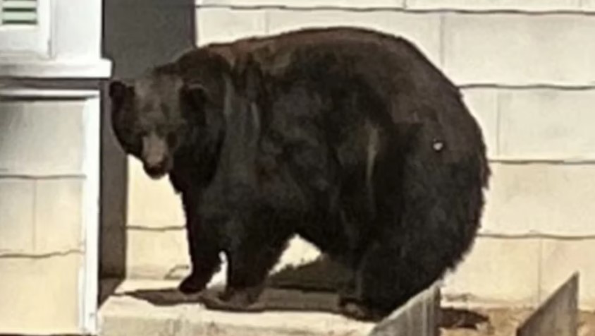El famoso “Tanque Hank”, el oso negro responsable de 20 allanamientos en California