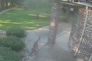 VIDEO: Se asomó por la ventana de su casa en California y quedó en shock al ver con quién jugaba su mascota