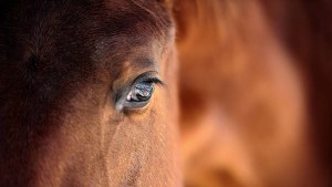 Roban caballos en Florida para vender su carne en mercado negro: autoridades ofrecen recompensa por alguna pista