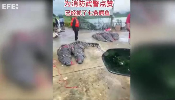 Capturados los 69 cocodrilos que escaparon de una granja en China tras las fuertes lluvias