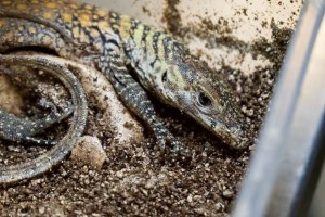 Dragón de Komodo: La extraña y peligrosa criatura que tuvo crías en un zoológico de Tampa