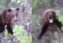 VIRAL: Le pegó patada en el trasero a un oso y todavía se enoja porque el animal lo mordió como reacción (VIDEO)