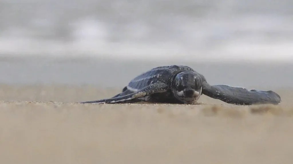 La historia del pequeño pueblo venezolano que salva a las tortugas marinas de la extinción