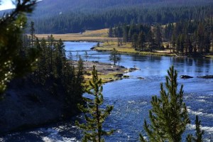 Alerta en Yellowstone: De qué se trata la enfermedad del ciervo “zombie” confirmada en el Parque Nacional