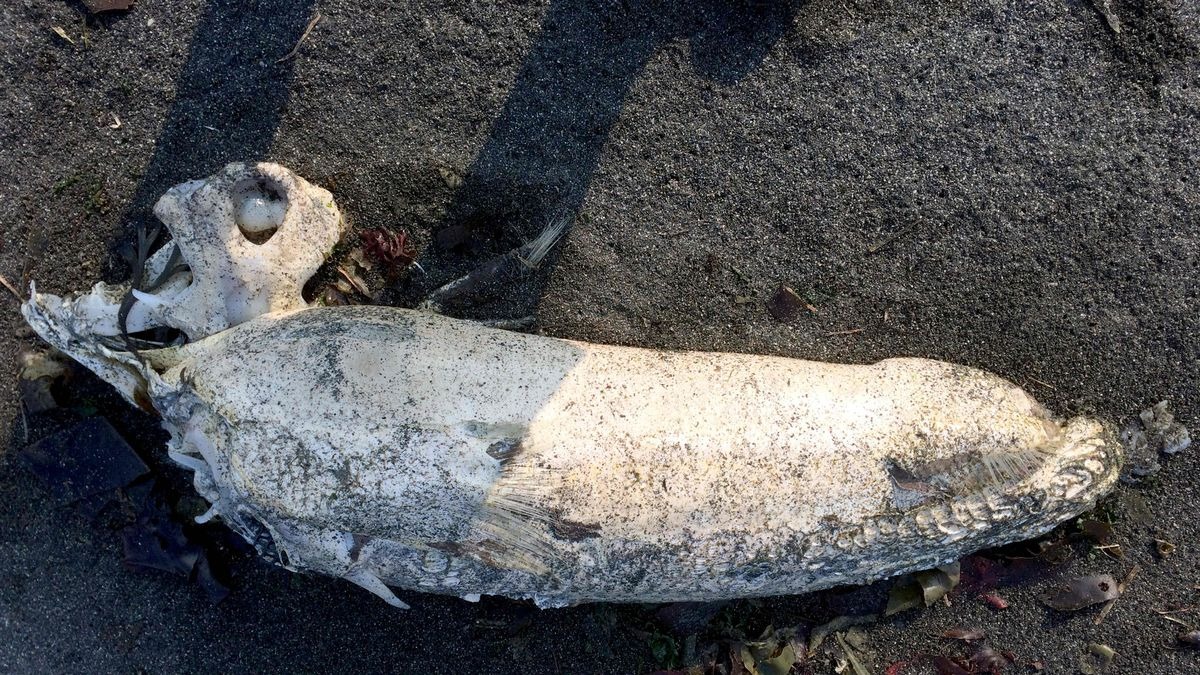 Hombre se topó con un extraño “monstruo marino” mientras caminaba por una playa en Washington