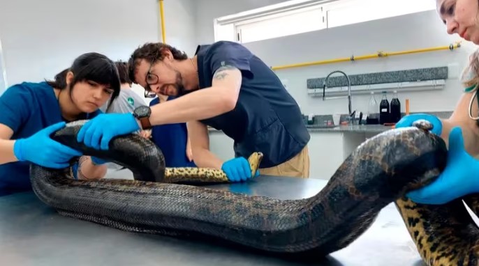 Liberaron en un lugar desconocido de Uruguay a la anaconda más grande encontrada en ese país