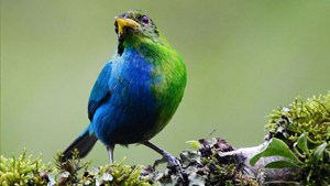 Hallazgo increíble: fotografían en Colombia un pájaro mitad hembra, mitad macho