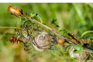 ¿Son venenosas? Las imponentes arañas provenientes de Asia que podrían invadir Nueva York