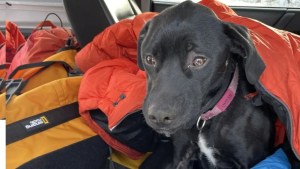 Rescate heroico en Míchigan: Salvan a una perra tras caer desde un acantilado de 1.8 metros