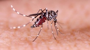 Brote “sin precedentes”: una nueva versión del dengue está plagando Florida