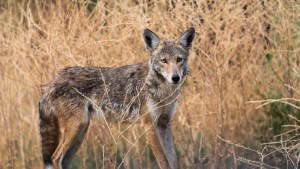 Ataques de coyotes contra niños generan alerta en parque de Texas